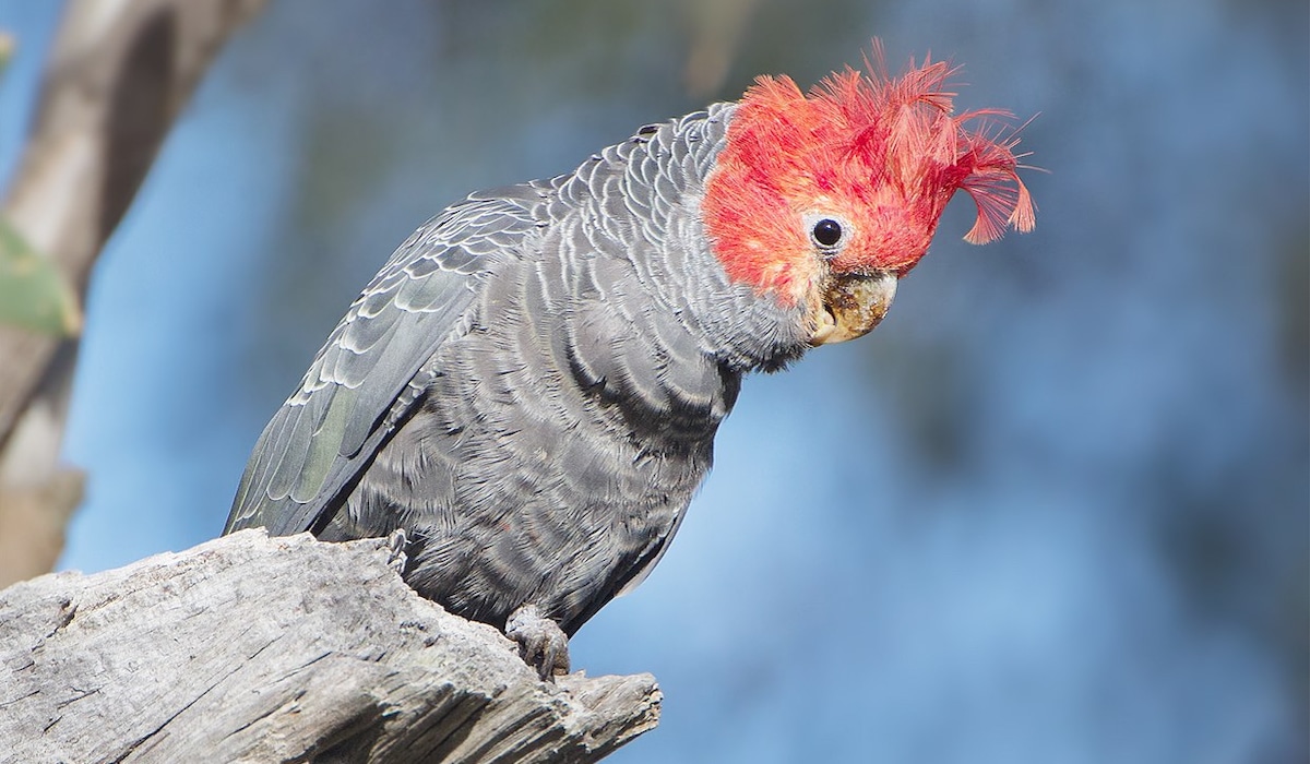 A male gang-gang cockatoo.