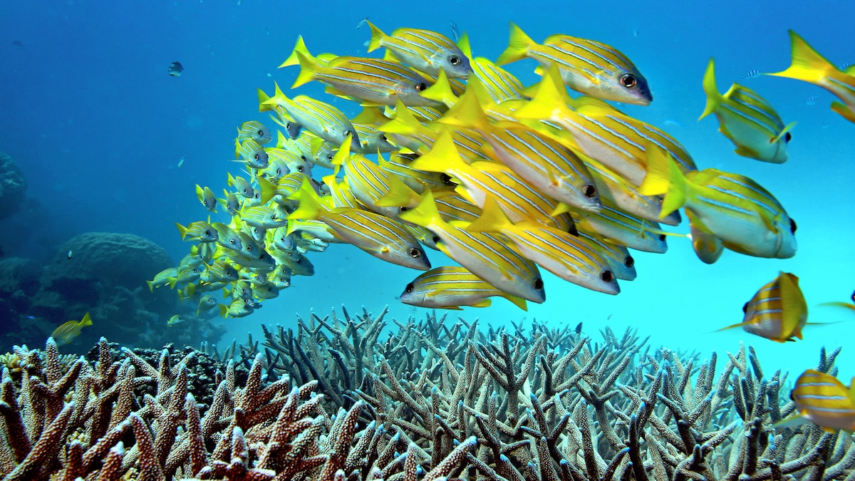Coral bleaching and colorful fish in the Great Barrier Reef