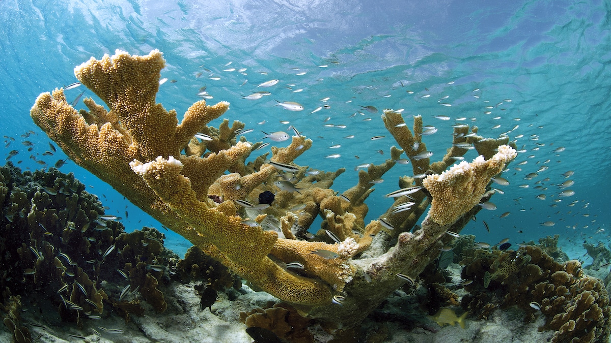 A coral reef in the Caribbean.