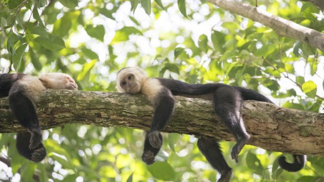 Researchers Map Wildlife in Costa Rica to Keep Tourism Revenue Flowing