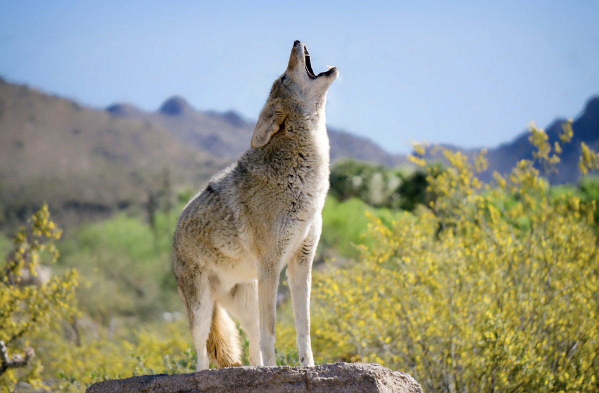 A coyote howling