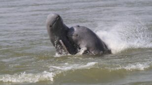The Last Freshwater Irrawaddy Dolphin in Cambodia Died Tangled in a Fishing Net, Officials Say