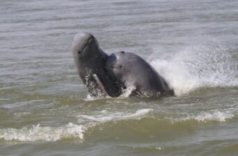 The Last Freshwater Irrawaddy Dolphin in Cambodia Died Tangled in a Fishing Net, Officials Say