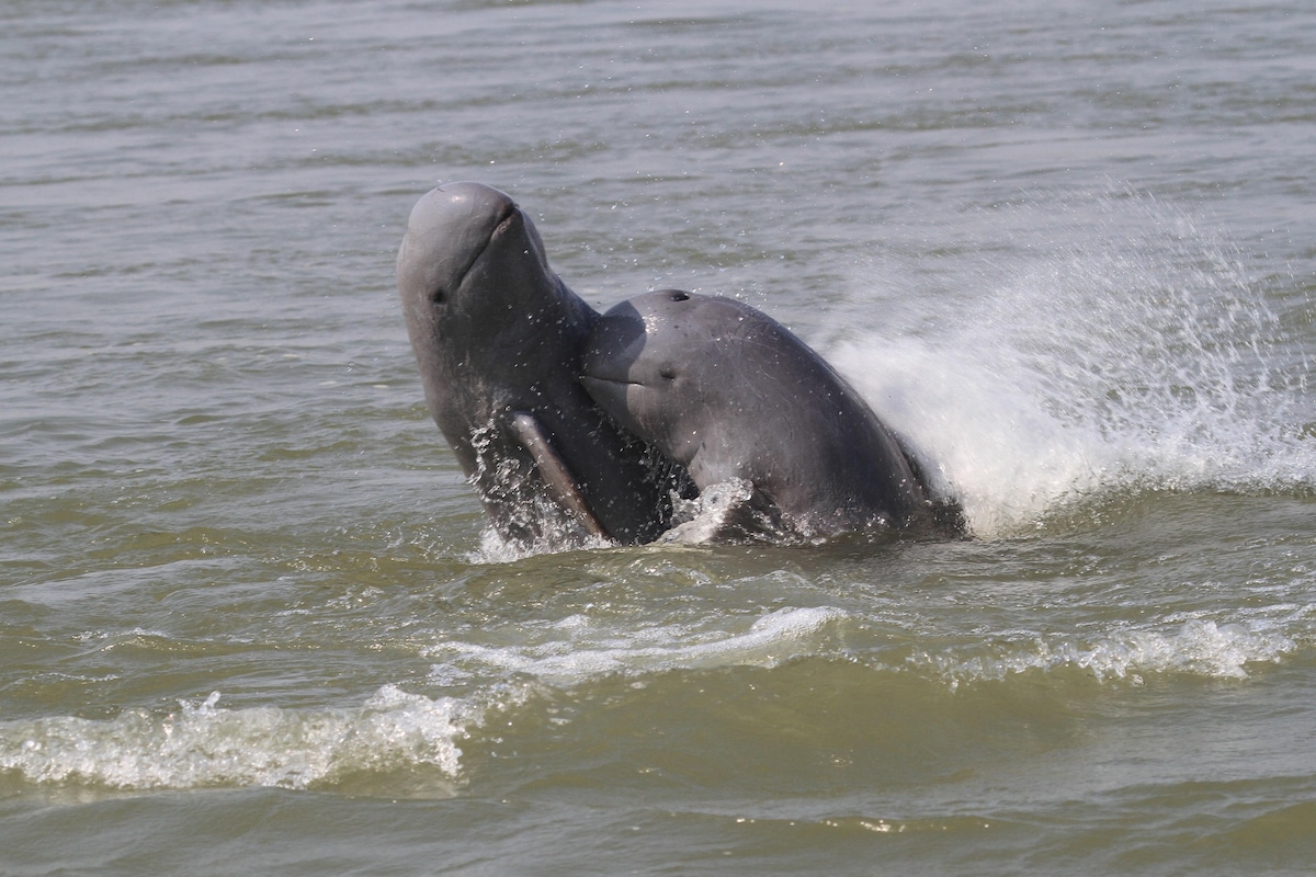 Irrawaddy dolphins swimming in Cambodia.