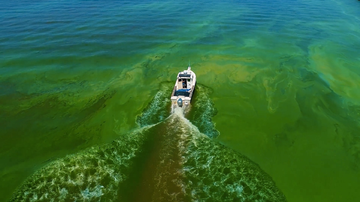 Toxic algae on Lake Erie