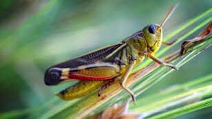 Some Grasshoppers Are Carnivores and Have Mammal-Like Teeth, Study Shows