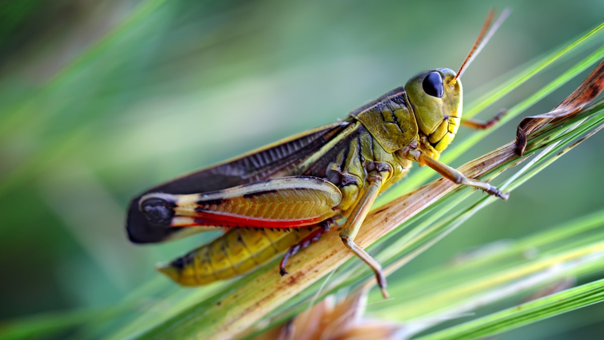 A grasshopper on a blade of grass