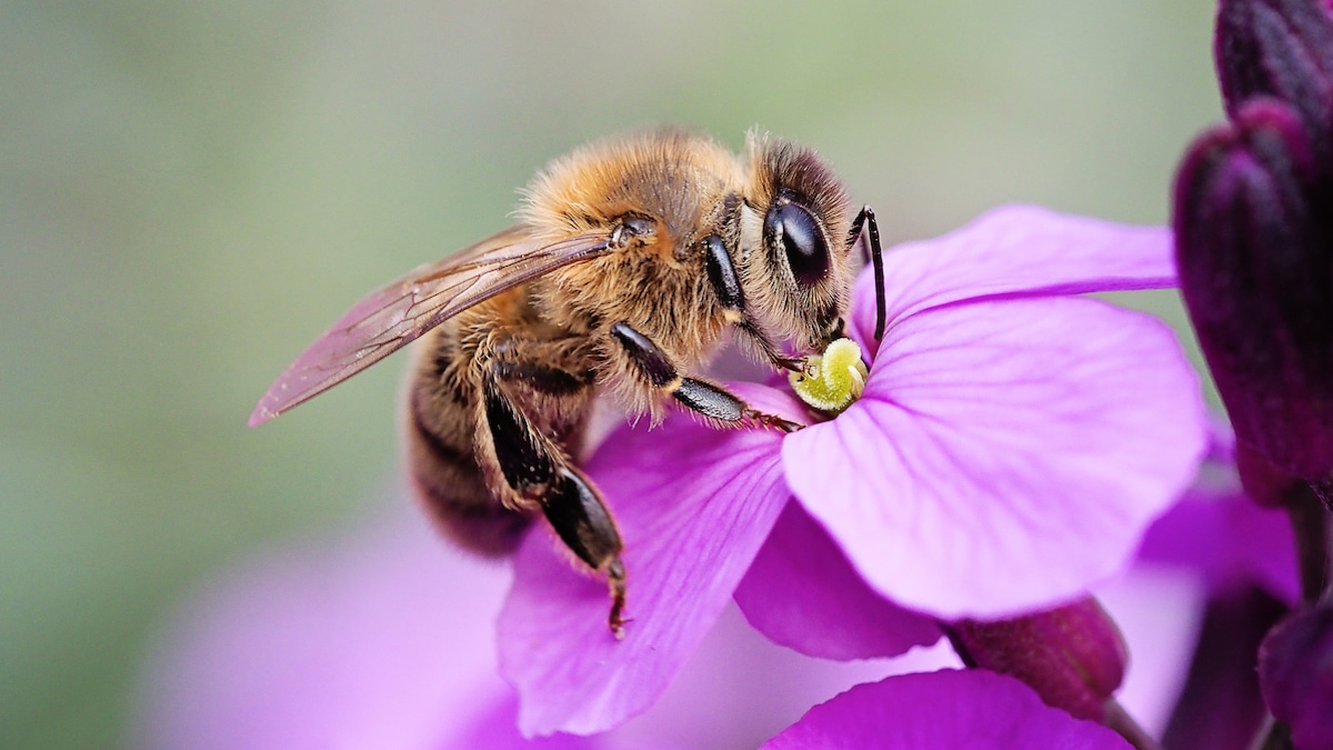 A honeybee sips nectar from a purple wallflower.