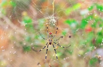 Invasive Joro Spiders Expected to Expand Range Along East Coast