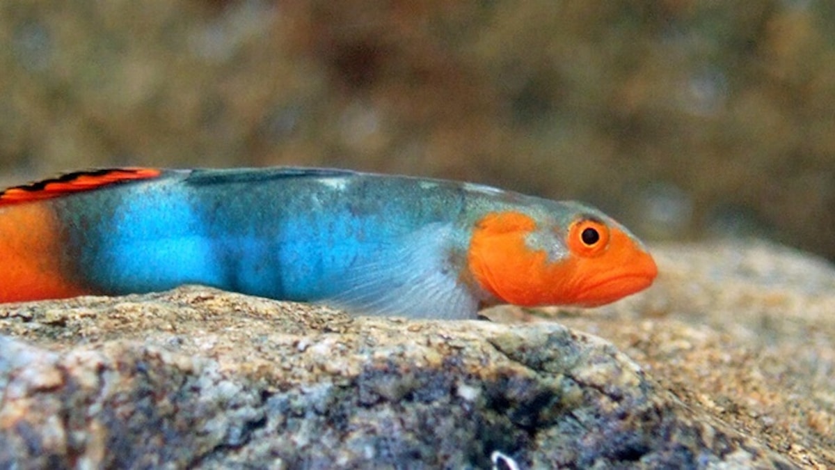 Lentipes kijimuna, a colorful fish discovered in Okinawa, Japan