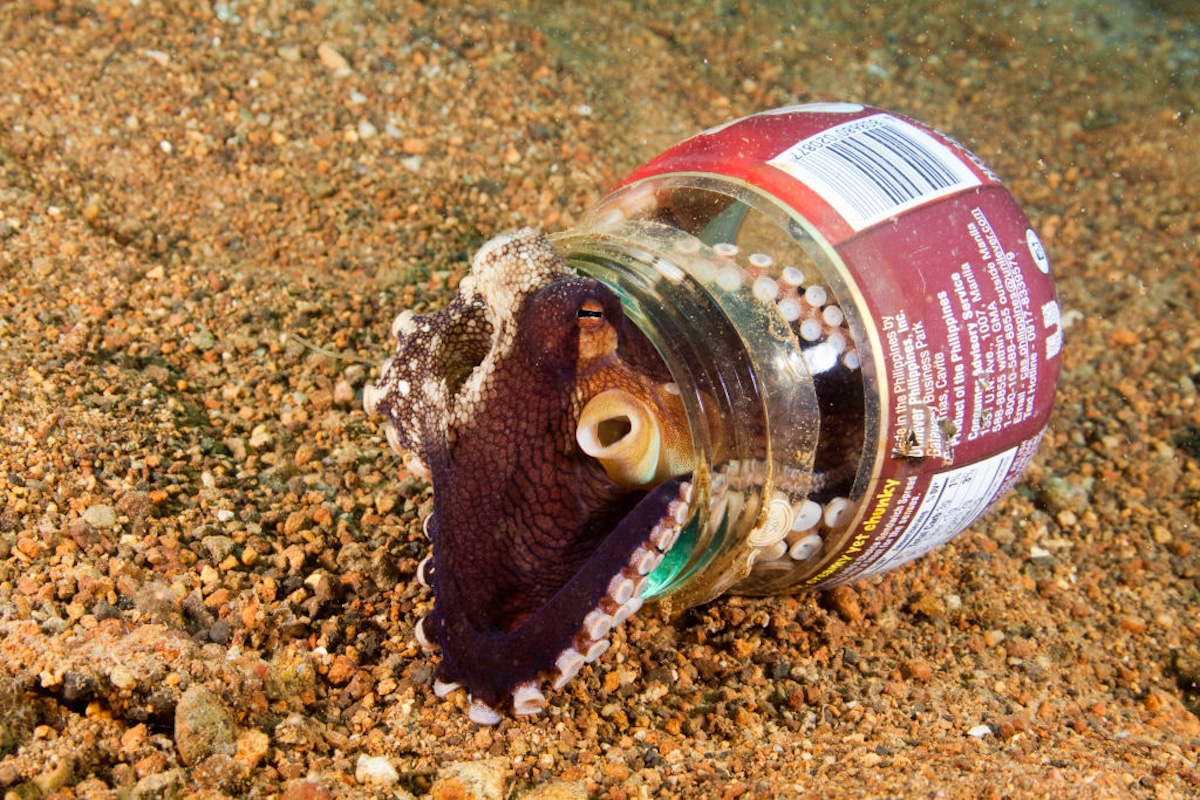 An octopus using a discarded bottle for a home.