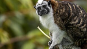 In Panama, Nature Now Has Rights Just Like People and Corporations
