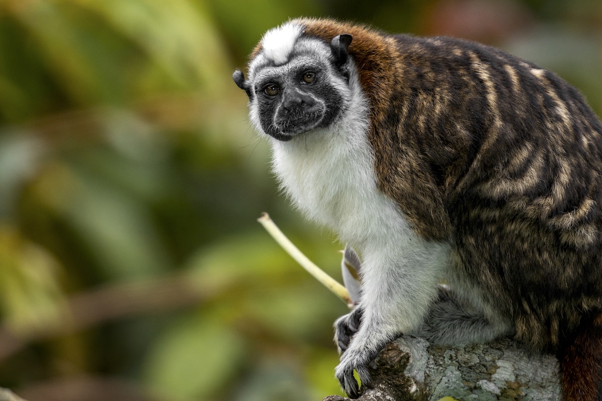 Geoffroy’s Tamarin is Central America’s only tamarin species and Panama’s smallest monkey.