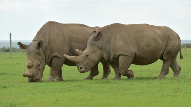 Researchers Get One Step Closer to Creating Artificial Northern White Rhino Eggs