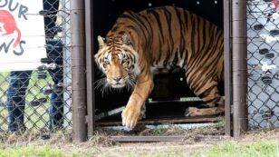 Wildlife Sanctuaries Welcome Lions, Tigers Rescued From Circuses