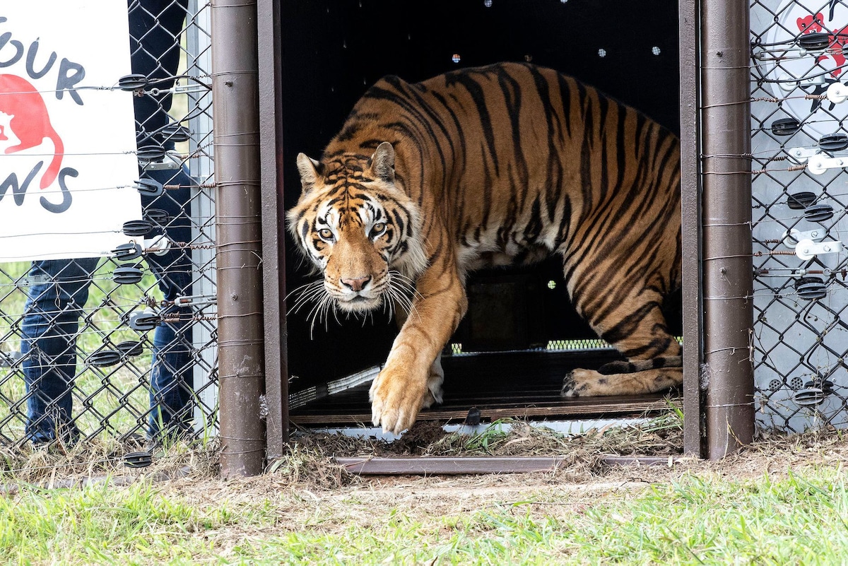 A tiger arrives at the sanctuary