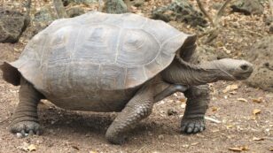 8,000 Giant Galápagos Tortoises May Belong to New Species