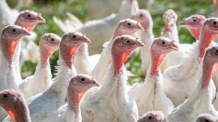 Bird Flu Outbreak Leads to Deaths of 12.6 Million Birds in U.S.