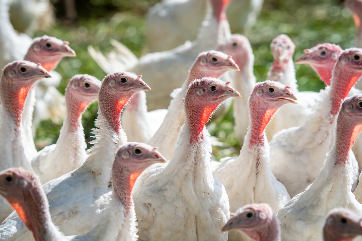 Turkeys like these have contracted the new H5N1 viruses