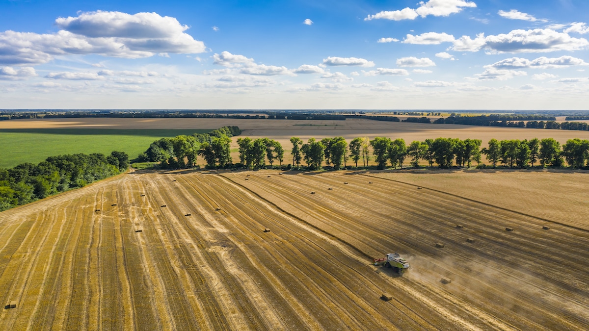 A wheat field in Ukraine.