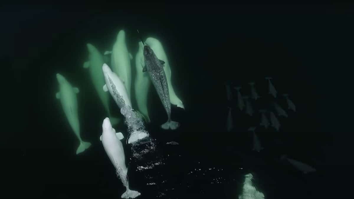 A narwhal with a pod of beluga whales