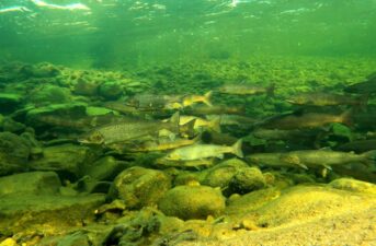 Shrinking of Wild Salmon in Finland Is ‘Evolution in Action’