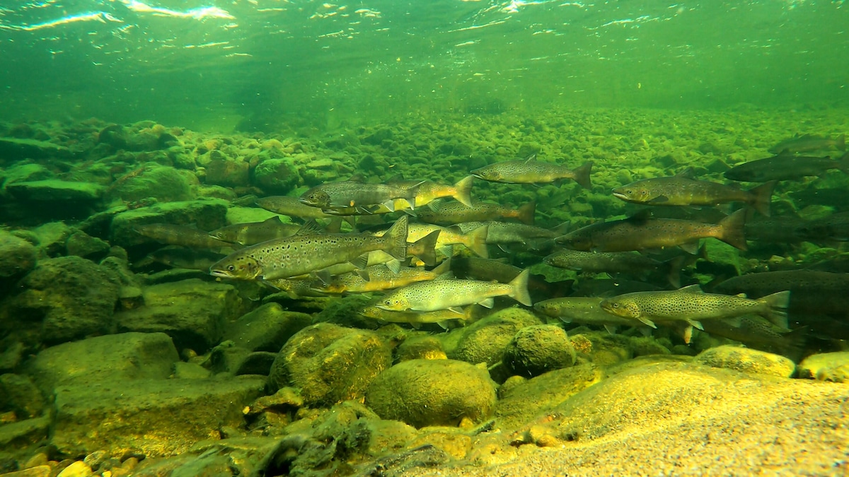 Atlantic salmon in Finland