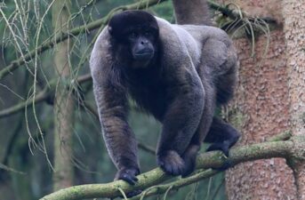 Ecuador Gives Legal Rights to Wild Animals