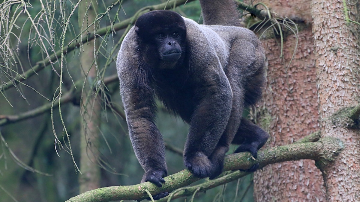 A South American woolly monkey