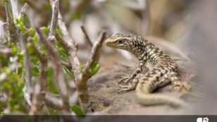 More Than One-Fifth of World’s Reptile Species Face Extinction