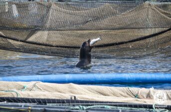 Sea Lions Break Into B.C. Salmon Farm and Feast for Weeks