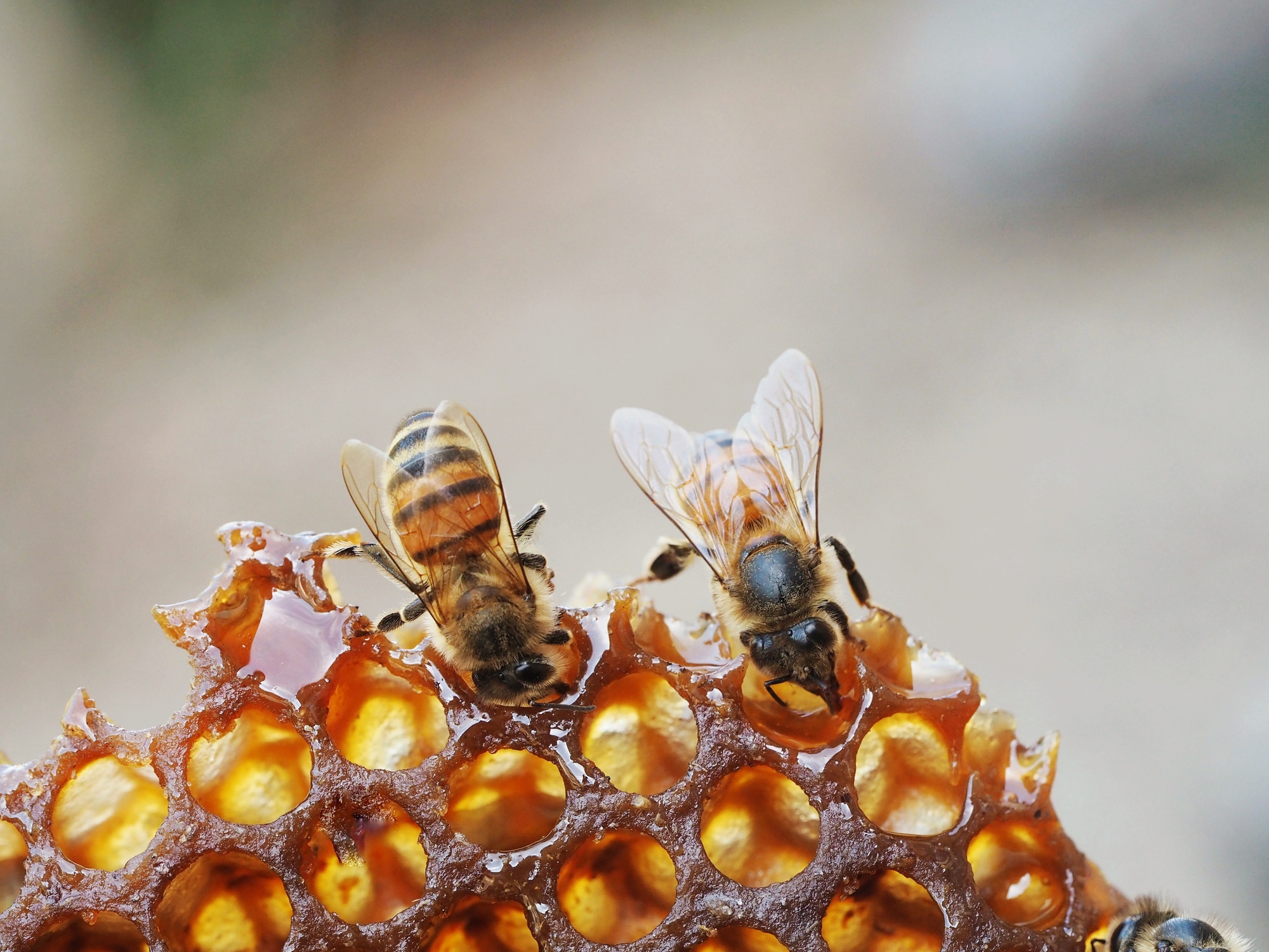 Close-Up Of Bees On Honeycomb.