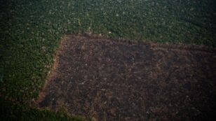 10 Soccer Fields of Tropical Primary Forests Were Lost Every Minute in 2021
