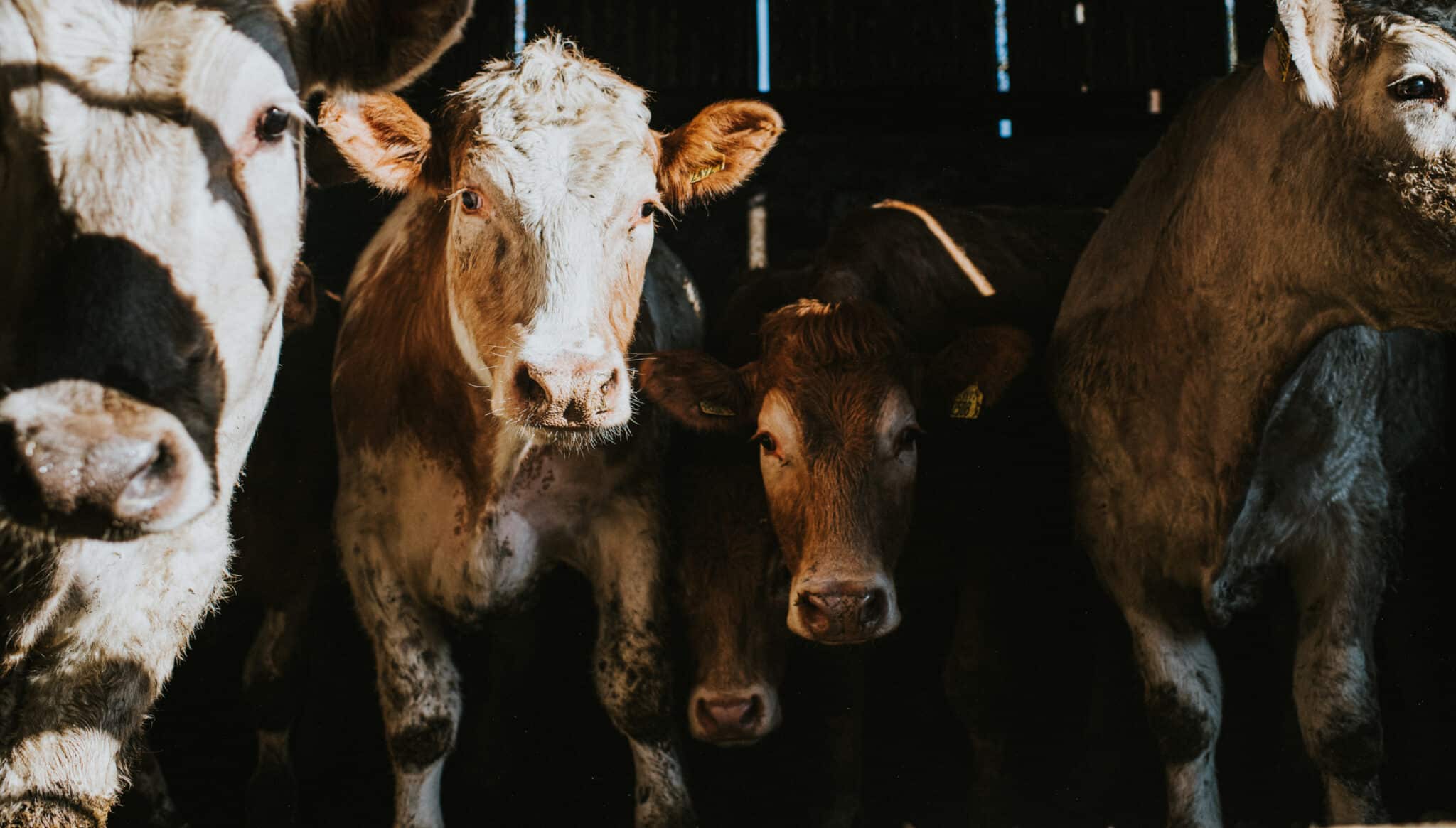 Cows in a Large dark Cattle Shed