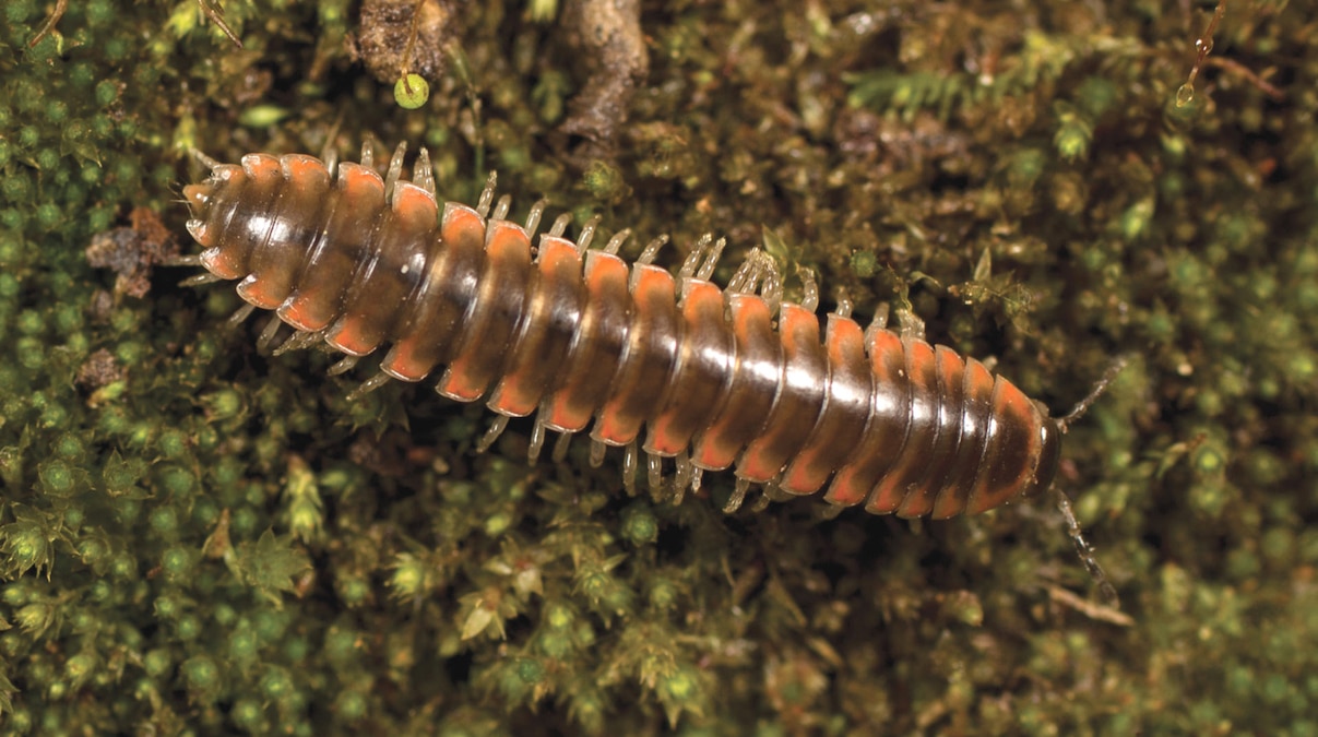 Nannaria swiftae, a millipede named after Taylor Swift
