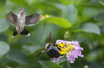 Birds and Bees Make Better Coffee, Study Finds