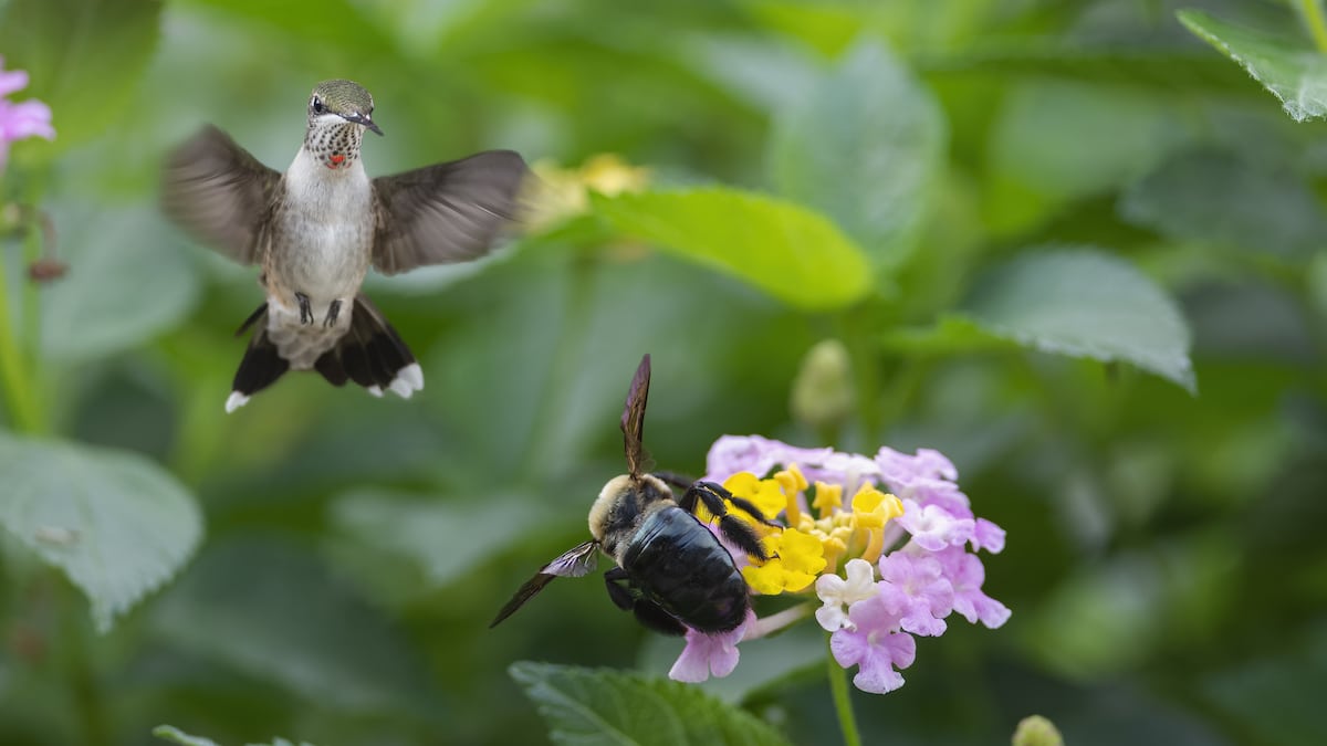 Birds and bees work together as pollinators