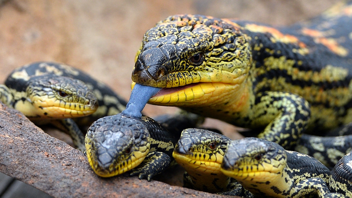 Blue tongue lizards in Australia were added to a protected list.