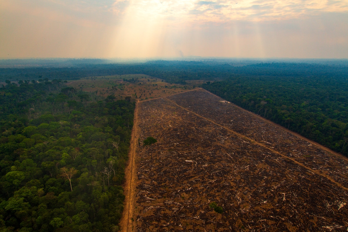 Deforestation near Indigenous land in Brazil