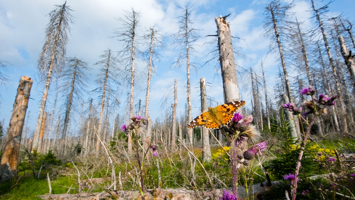 A butterfly in a spruce forest damaged by drought and storms