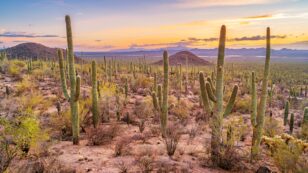 Climate Crisis Could Threaten More Than Half of Cactus Species With Extinction