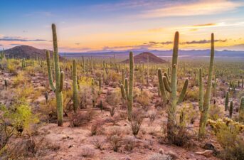 Climate Crisis Could Threaten More Than Half of Cactus Species With Extinction