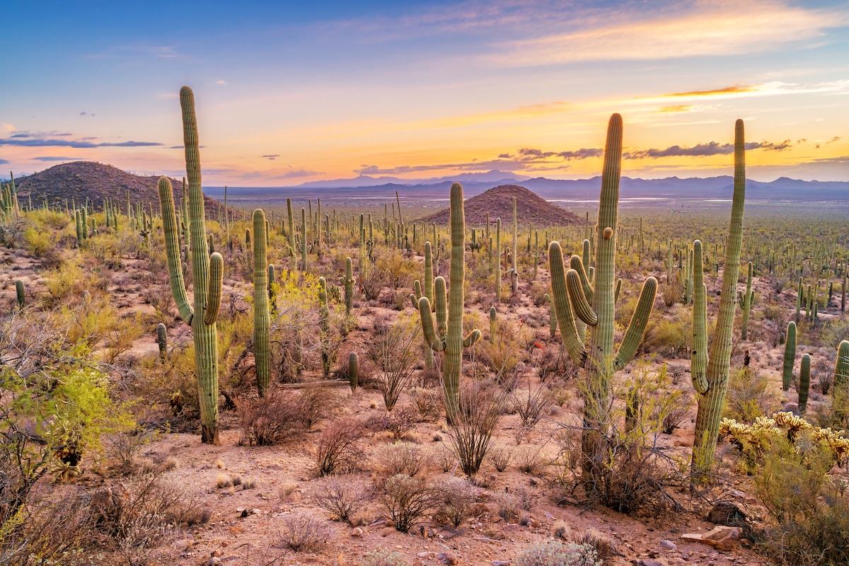 A cactus forest in Arizona