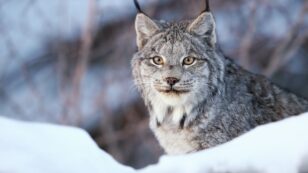 Habitat of Threatened Canada Lynx to Be Expanded in U.S.