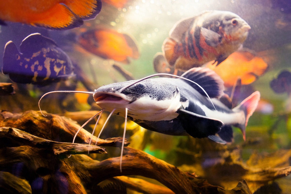 Fish Communicate With Sound More Than Previously Believed, Study Finds - EcoWatch