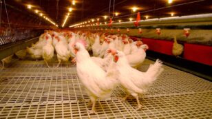 First Person in U.S. Tests Positive for Bird Flu as Largest Outbreak in Years Continues