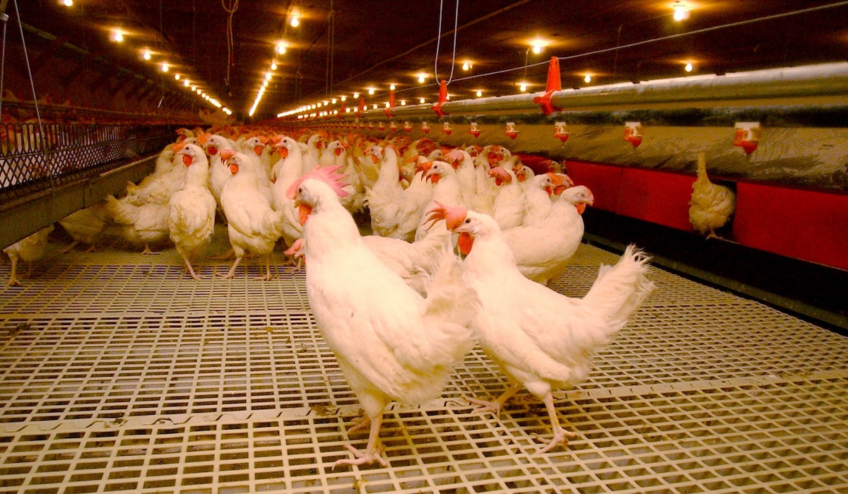 First Person in U.S. Tests Positive for Bird Flu as Largest Outbreak in Years Continues