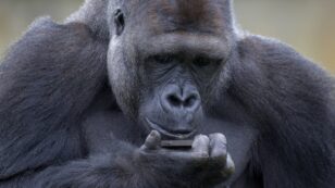 Zookeepers Work to Combat Teen Gorilla’s Phone Addiction