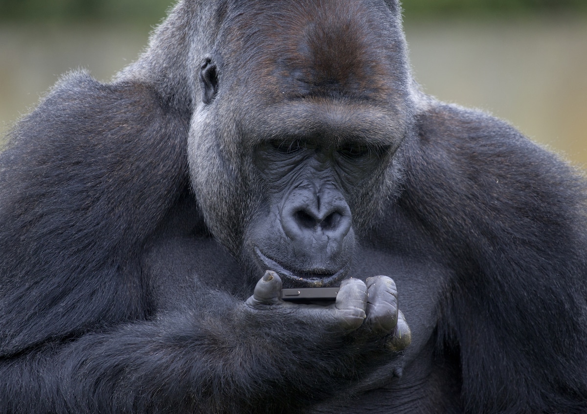 A gorilla with a cell phone.