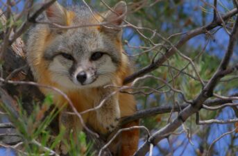 Climbing Trees Helps Protect These Foxes From Coyotes